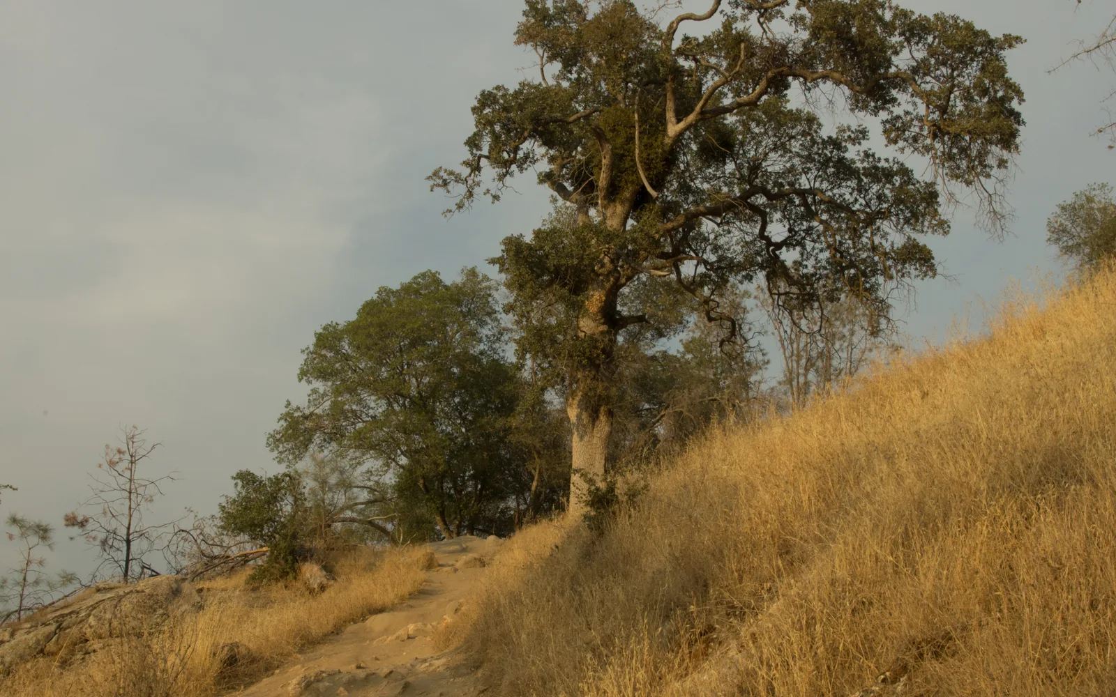 A hiking trail through dry inland California landscape with scattered oak trees and exposed rock, showing conditions typical of regional recreation areas